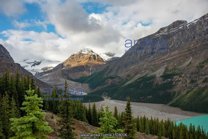: View into the valley with glacier river Peyto Creek : View into the valley with glacier river Peyto Creek