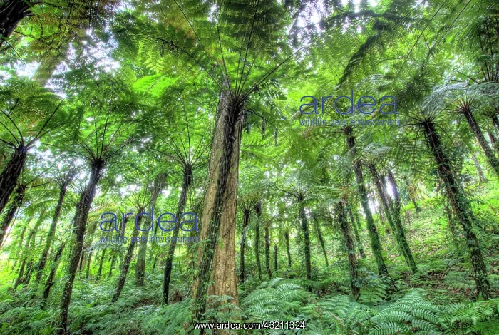 : View of vegetation in Bali Botanical Gardens : View of vegetation in Bali Botanical Gardens