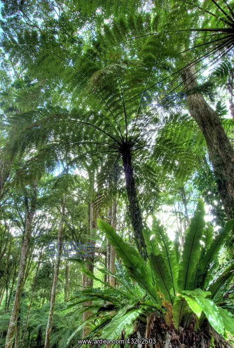 : View of vegetation in Bali Botanical Gardens : View of vegetation in Bali Botanical Gardens