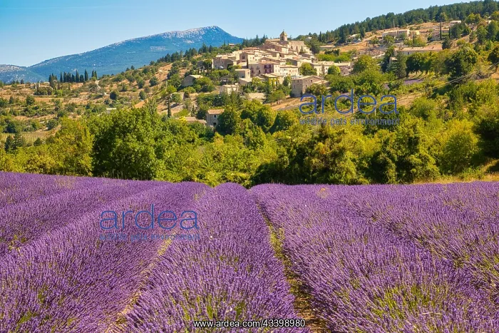 : View of the village of Aurel with lavender field : View of the village of Aurel with lavender field