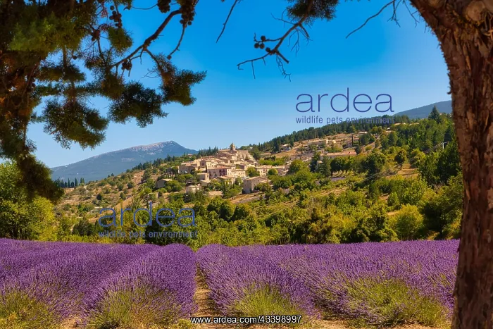 : View of the village of Aurel with lavender field : View of the village of Aurel with lavender field