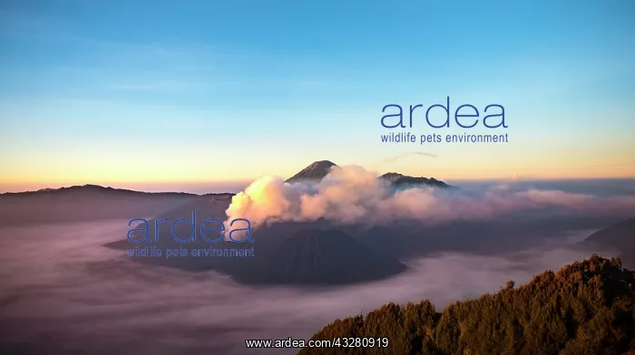 : View of volcanoes at sunrise, smoking volcano Gunung : View of volcanoes at sunrise, smoking volcano Gunung
