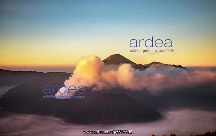 : View of volcanoes at sunrise, smoking volcano Gunung : View of volcanoes at sunrise, smoking volcano Gunung