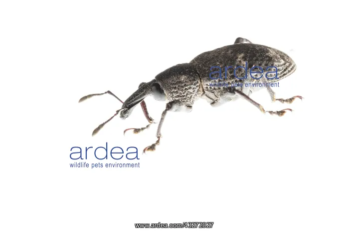 : Side view of weevil (Aclees taiwanensis) against : Side view of weevil (Aclees taiwanensis) against