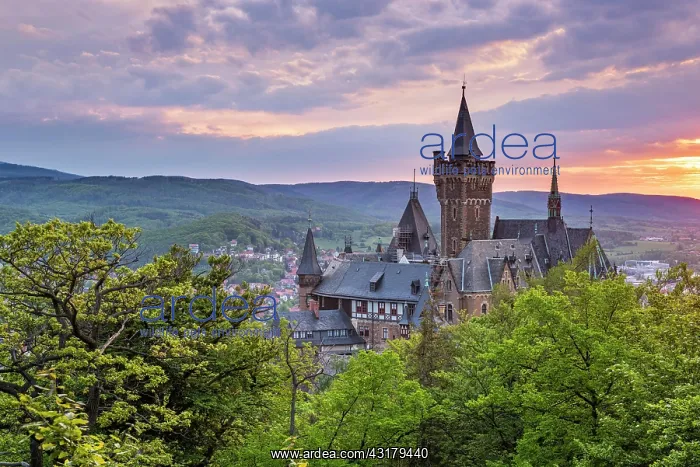 : View of Wernigerode Castle at sunset, Wernigerode : View of Wernigerode Castle at sunset, Wernigerode