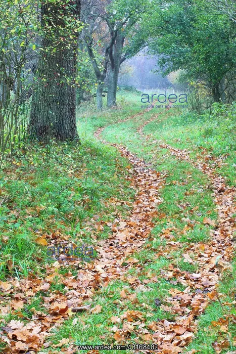 : View on winding path in deciduous woodland with autumn leave : View on winding path in deciduous woodland with autumn leave