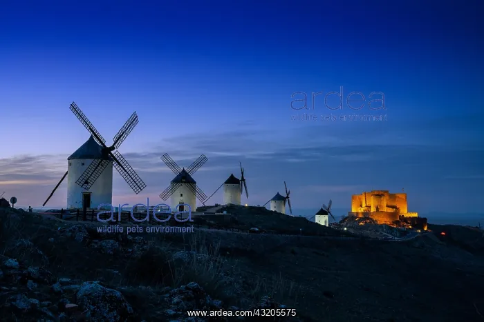 : A view of the windmills and castle of Consuegra : A view of the windmills and castle of Consuegra