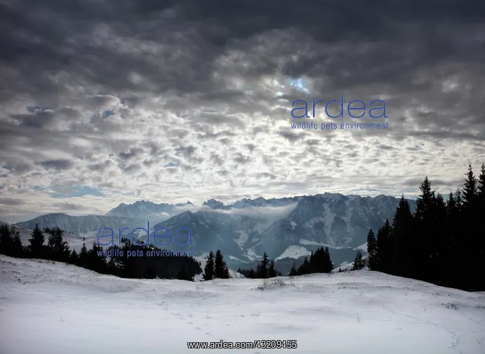 : View of Zahmer and Wilder Kaiser in winter, Dramatic : View of Zahmer and Wilder Kaiser in winter, Dramatic
