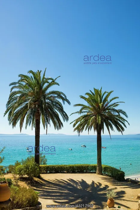 : Viewing terrace with palm trees, Rayol-Canadel-sur-Mer : Viewing terrace with palm trees, Rayol-Canadel-sur-Mer