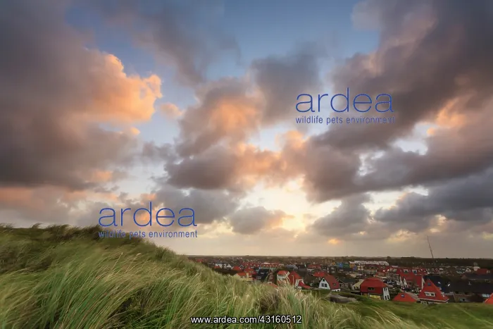 : Viewpoint from beach ridge with marram on village with houses : Viewpoint from beach ridge with marram on village with houses