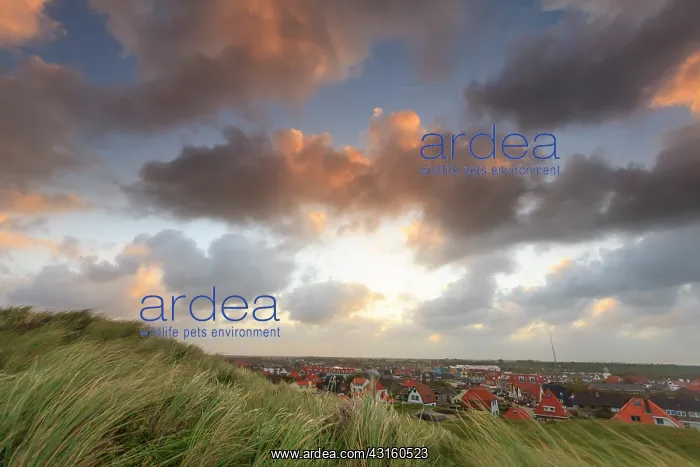 : Viewpoint from beach ridge with marram on village with houses : Viewpoint from beach ridge with marram on village with houses