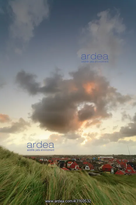 : Viewpoint from beach ridge with marram on village with houses : Viewpoint from beach ridge with marram on village with houses