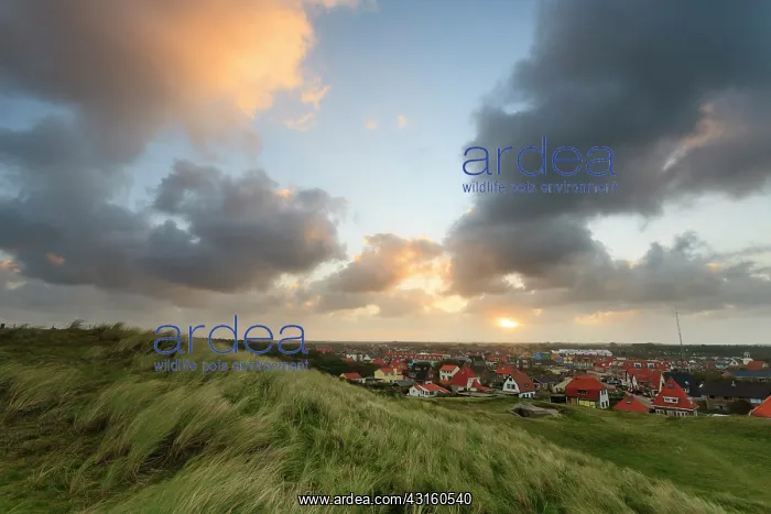 : Viewpoint from beach ridge with marram on village with houses : Viewpoint from beach ridge with marram on village with houses