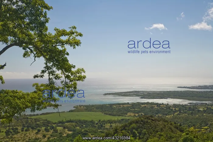 : Viewpoint near Grand Riviere Noire, South : Viewpoint near Grand Riviere Noire, South