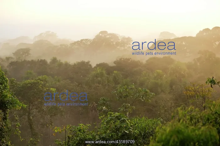 : Views over the treetops of the rainforest at dawn : Views over the treetops of the rainforest at dawn