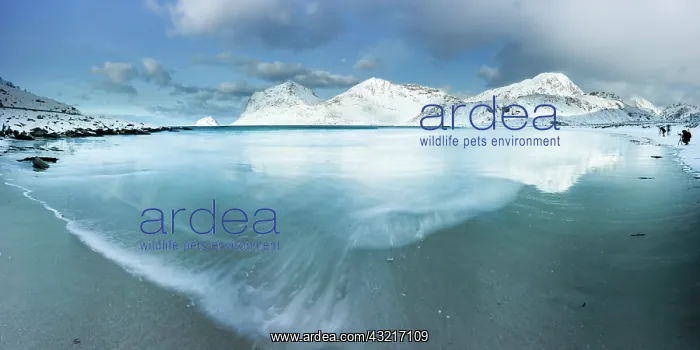 : Vik beach in winter, Lofoten, Norway : Vik beach in winter, Lofoten, Norway