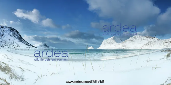 : Vik beach in winter, Lofoten, Norway : Vik beach in winter, Lofoten, Norway