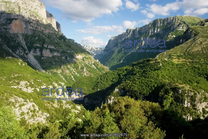 : The Vikos Gorge - huge limestone gorge in the Vikos : The Vikos Gorge - huge limestone gorge in the Vikos