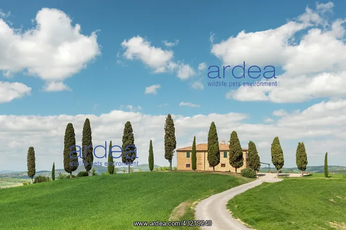 : Villa i Cipressini, estate with cypress trees (Cupressus) : Villa i Cipressini, estate with cypress trees (Cupressus)