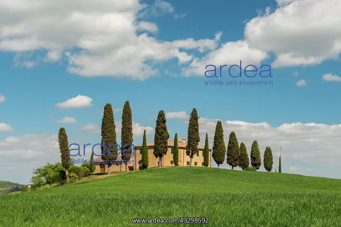  : Villa i Cipressini, estate with cypress trees (Cupressus)