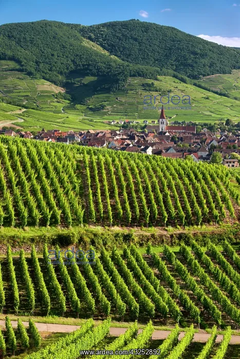 : Village of Ammerschwihr surrounded by vineyards : Village of Ammerschwihr surrounded by vineyards
