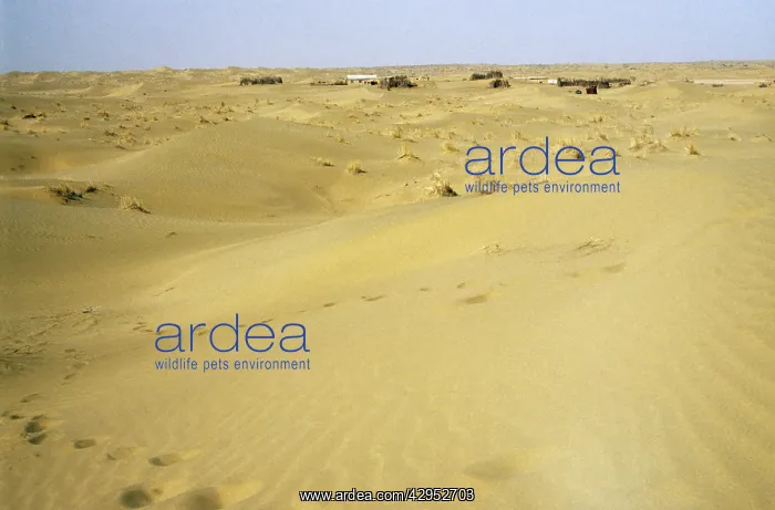 : Village Arba - in sand dunes of Central Karakum desert : Village Arba - in sand dunes of Central Karakum desert