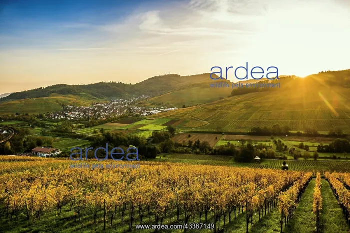 : Village and autumn coloured vineyards, sunrise : Village and autumn coloured vineyards, sunrise