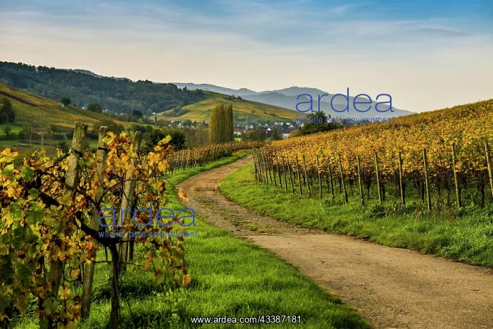 : Village and autumn coloured vineyards, sunrise : Village and autumn coloured vineyards, sunrise