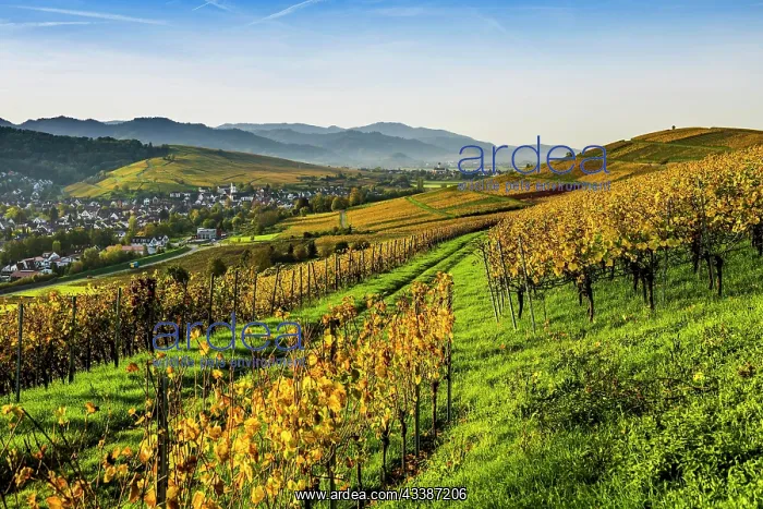 : Village and autumn coloured vineyards, sunrise : Village and autumn coloured vineyards, sunrise