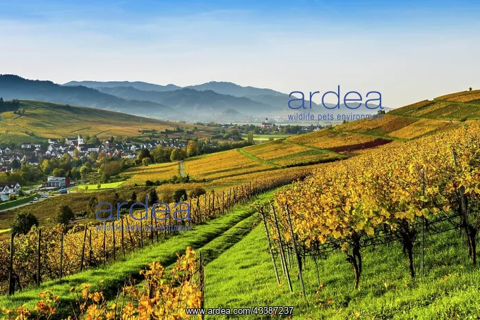 : Village and autumn coloured vineyards, sunrise : Village and autumn coloured vineyards, sunrise