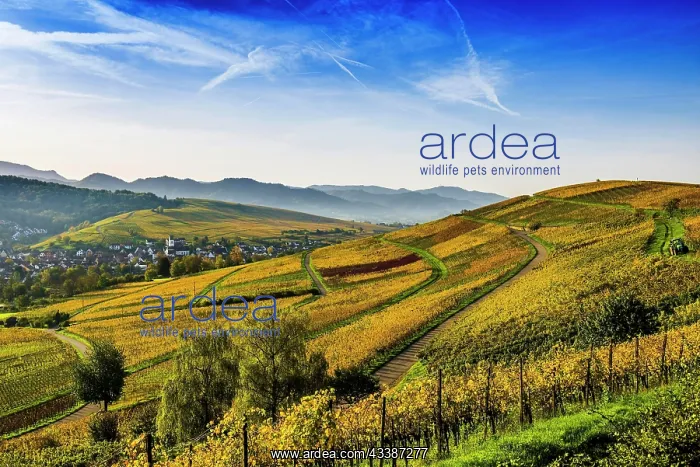 : Village and autumn coloured vineyards, sunrise : Village and autumn coloured vineyards, sunrise
