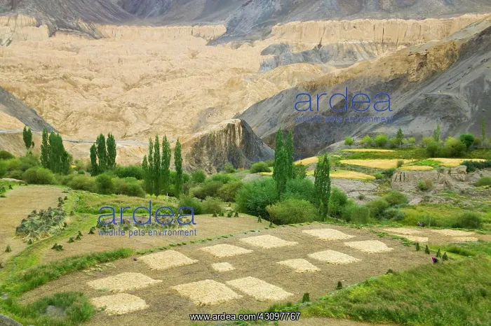 : Village and barley field in the Himalayas : Village and barley field in the Himalayas