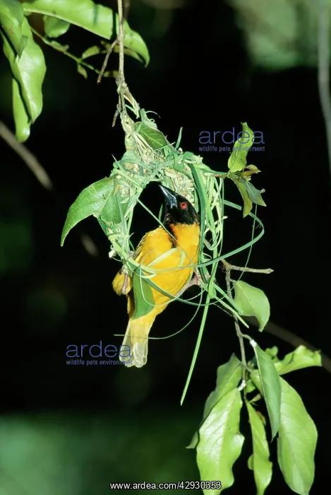  : Village  /  Black-headed  /  Spotted-backed  /  Spot-backed
