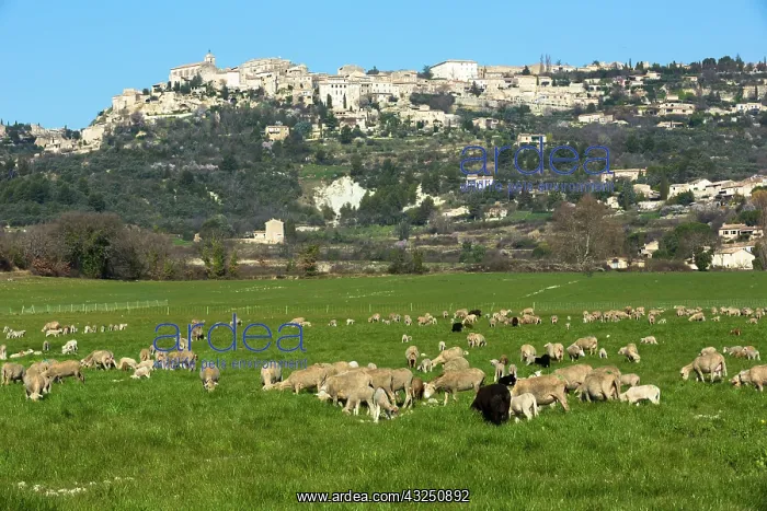 : Village of Gordes with cheep herd - Vaucluse - France : Village of Gordes with cheep herd - Vaucluse - France