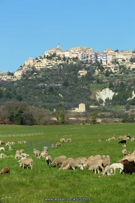 : Village of Gordes with cheep herd - Vaucluse - France : Village of Gordes with cheep herd - Vaucluse - France