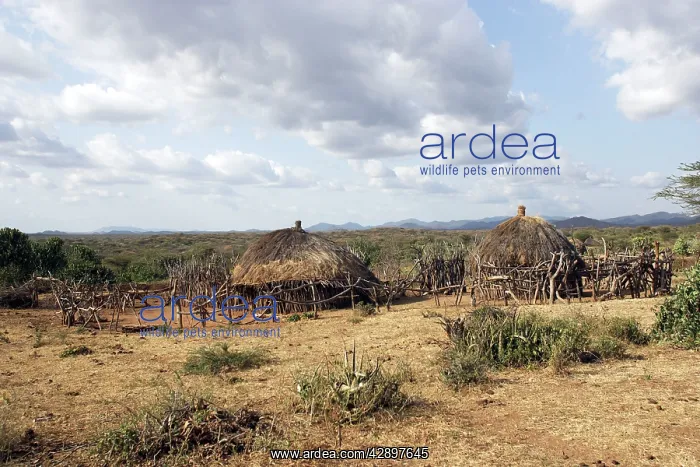 : Village, Hamer tribe : Village, Hamer tribe
