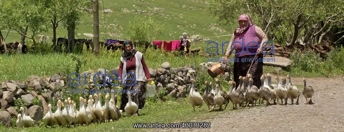 : Village Ladies tending flocks of geese remote village : Village Ladies tending flocks of geese remote village