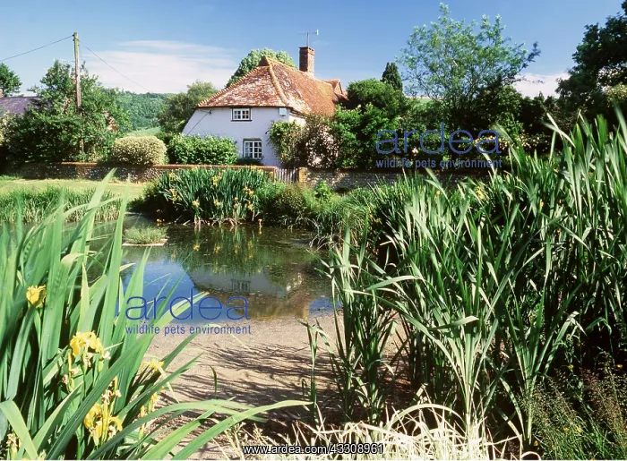 : Village pond at East Dean in West Sussex : Village pond at East Dean in West Sussex