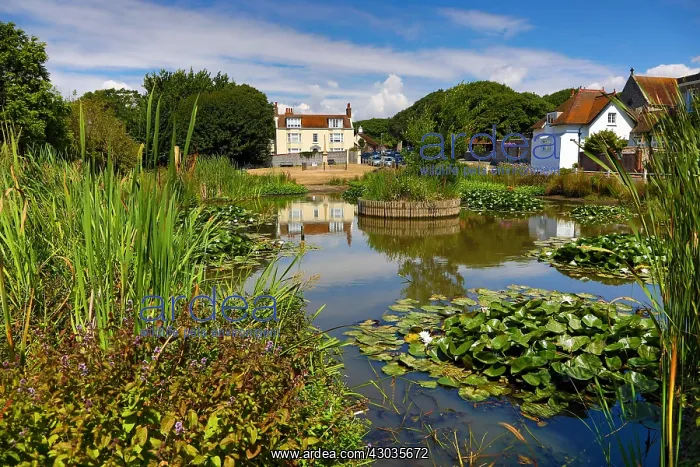  : The Village Pond and the Elms, where Rudyard