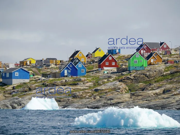 : Village Saattut in the Uummannaq Fjord, north of the polar : Village Saattut in the Uummannaq Fjord, north of the polar