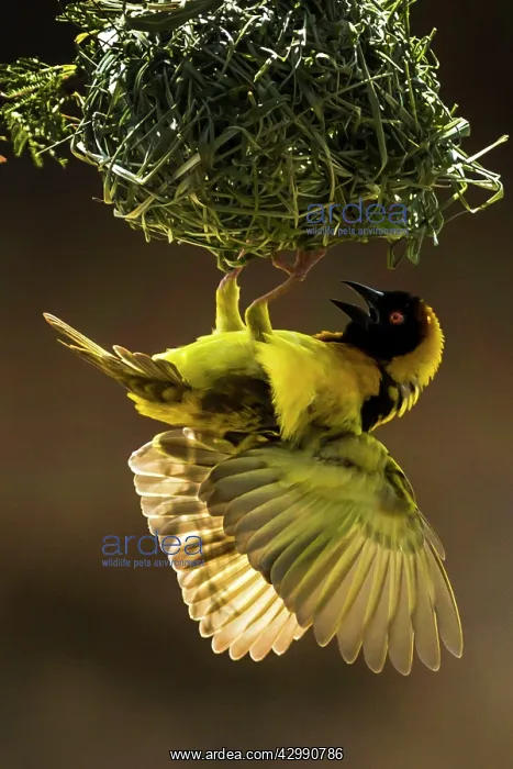 : Village / Spotted-backed / Black Headed Weaver : Village / Spotted-backed / Black Headed Weaver