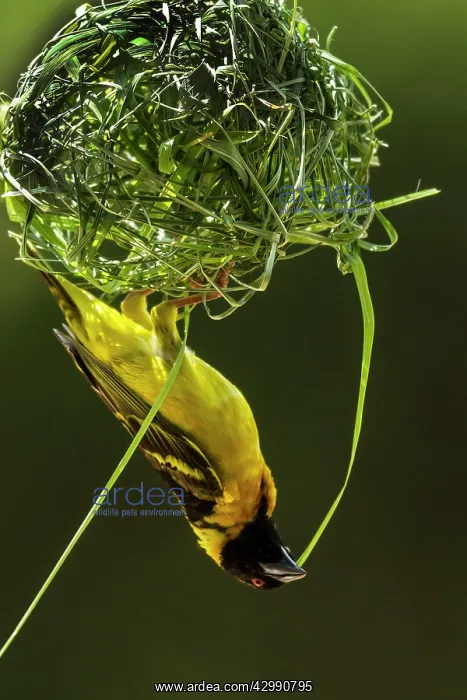 : Village / Spotted-backed / Black Headed Weaver : Village / Spotted-backed / Black Headed Weaver