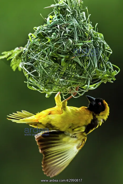 : Village / Spotted-backed / Black Headed Weaver : Village / Spotted-backed / Black Headed Weaver