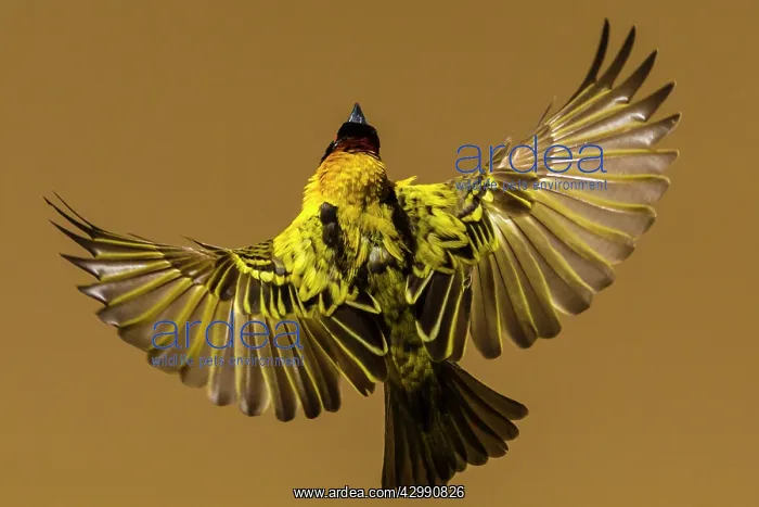 : Village / Spotted-backed / Black Headed Weaver : Village / Spotted-backed / Black Headed Weaver