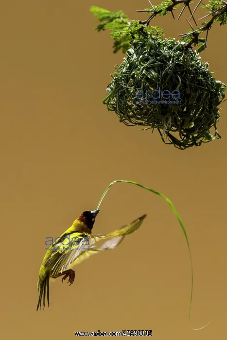 : Village / Spotted-backed / Black Headed Weaver : Village / Spotted-backed / Black Headed Weaver
