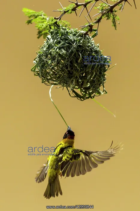 : Village / Spotted-backed / Black Headed Weaver : Village / Spotted-backed / Black Headed Weaver