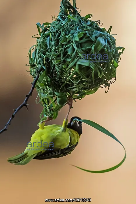 : Village / Spotted-backed Black Headed Weaver : Village / Spotted-backed Black Headed Weaver