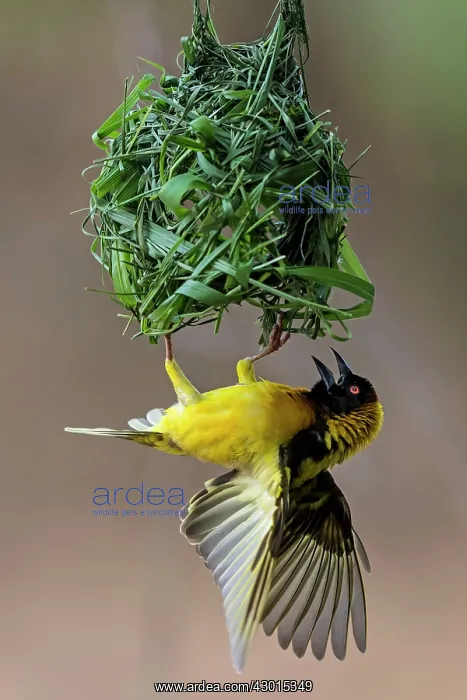 : Village / Spotted-backed Black Headed Weaver : Village / Spotted-backed Black Headed Weaver