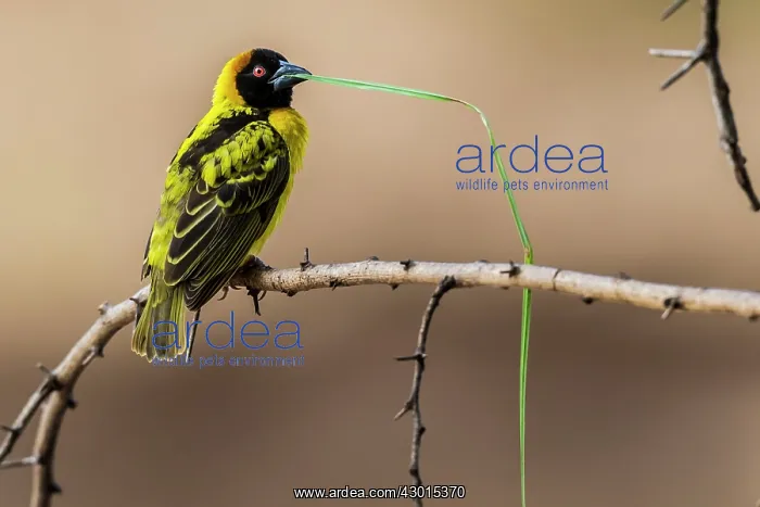 : Village / Spotted-backed Black Headed Weaver : Village / Spotted-backed Black Headed Weaver
