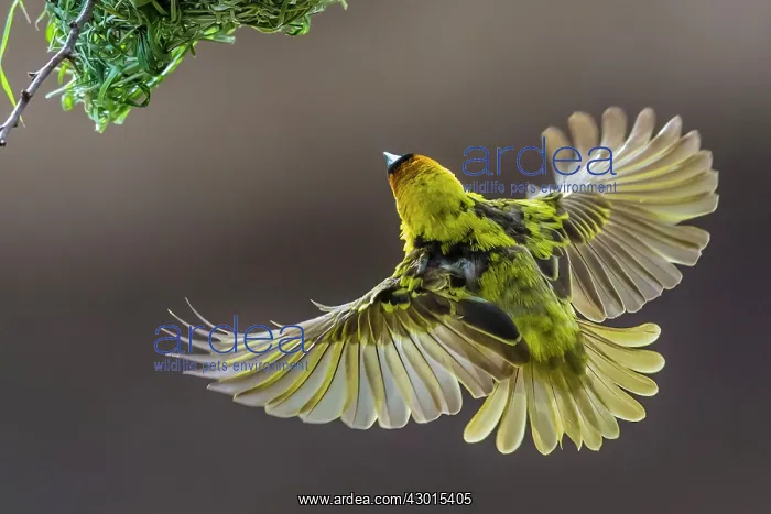 : Village / Spotted-backed Black Headed Weaver : Village / Spotted-backed Black Headed Weaver